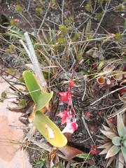 Heliamphora nutans