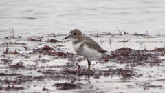 Charadrius falklandicus