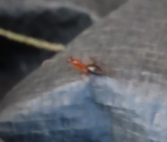 Camponotus inaequalis