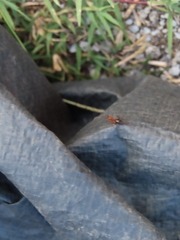 Camponotus inaequalis