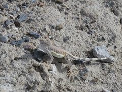 Callisaurus draconoides rhodostictus