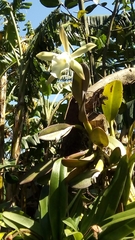 Rhyncholaelia glauca