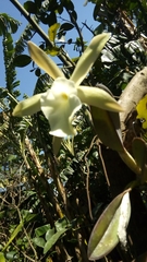 Rhyncholaelia glauca