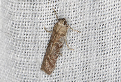 Cryptoblabes hemigypsa