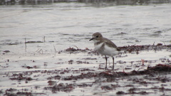 Charadrius falklandicus
