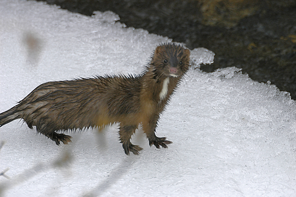 American Mink from Gallatin County, MT, USA on December 21, 2003 at 12