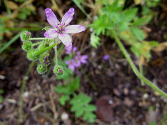 Erodium moschatum
