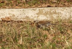 Turdus pilaris