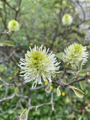 Fothergilla gardenii