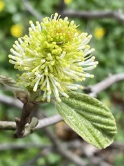 Fothergilla gardenii