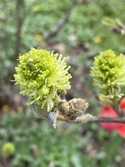 Fothergilla gardenii