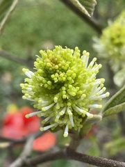 Fothergilla gardenii