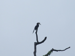 Anthracoceros malayanus