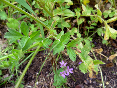 Erodium moschatum