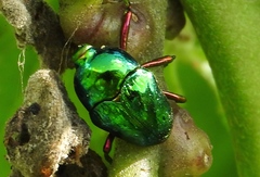 Eurhinus