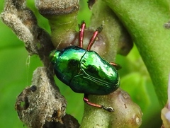 Eurhinus