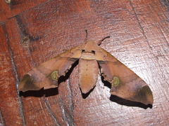 Daphnusa ocellaris