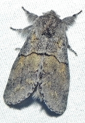 Gluphisia lintneri