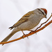 Chipping Sparrow - Photo (c) Ad Konings, some rights reserved (CC BY-NC), uploaded by Ad Konings