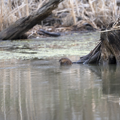 Ondatra zibethicus zibethicus