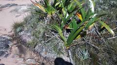 Stegolepis guianensis