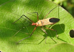 Zelus grassans