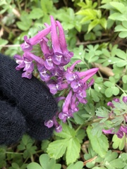 Corydalis solida