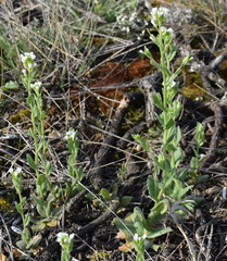 Arabis recta