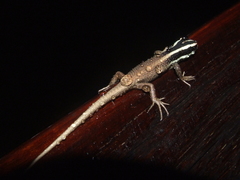 Dasia vittata