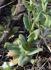 Arabis recta