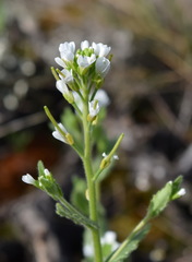 Arabis recta