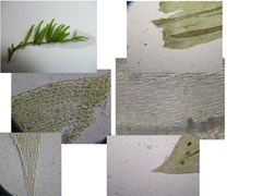 Brachythecium laetum