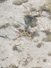 Callinectes marginatus