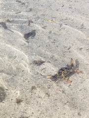 Callinectes marginatus