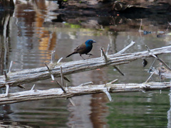 Quiscalus quiscula versicolor