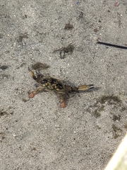 Callinectes marginatus