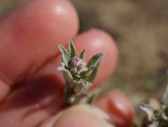 Atriplex depressa