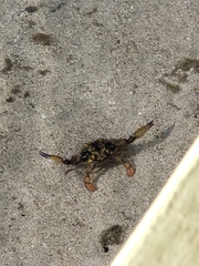 Callinectes marginatus