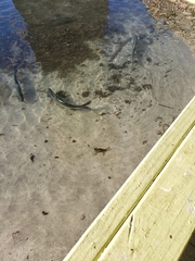 Callinectes marginatus