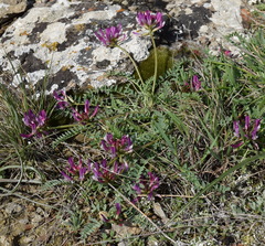 Astragalus suprapilosus