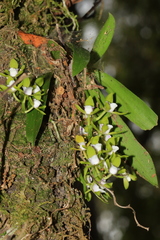 Sarcochilus australis