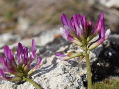 Astragalus suprapilosus