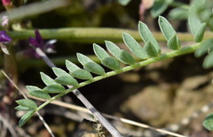Astragalus suprapilosus