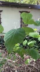Cercis glabra