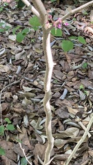 Cercis glabra