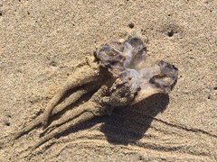 Doryteuthis opalescens