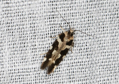 Macrobathra bigerella