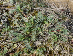 Astragalus guttatus