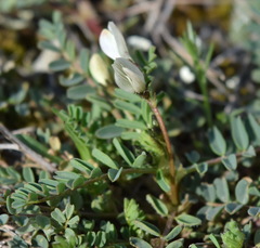 Astragalus guttatus