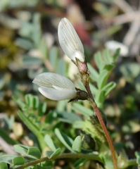 Astragalus guttatus